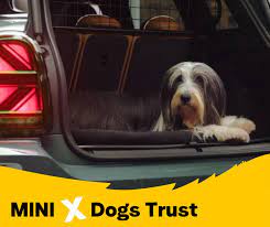 Mini and Dogs Trust collaboration